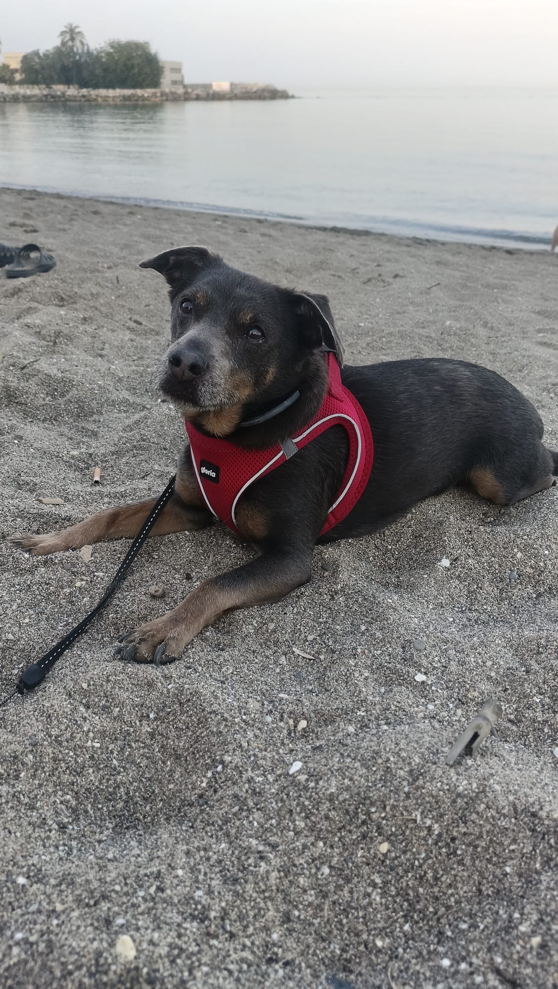 Perrito en la playa al atardecer