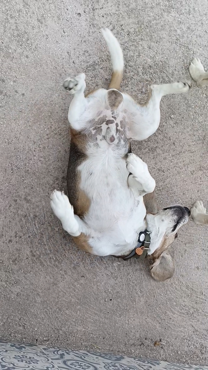 Beagle panza arriba pidiendo mimos