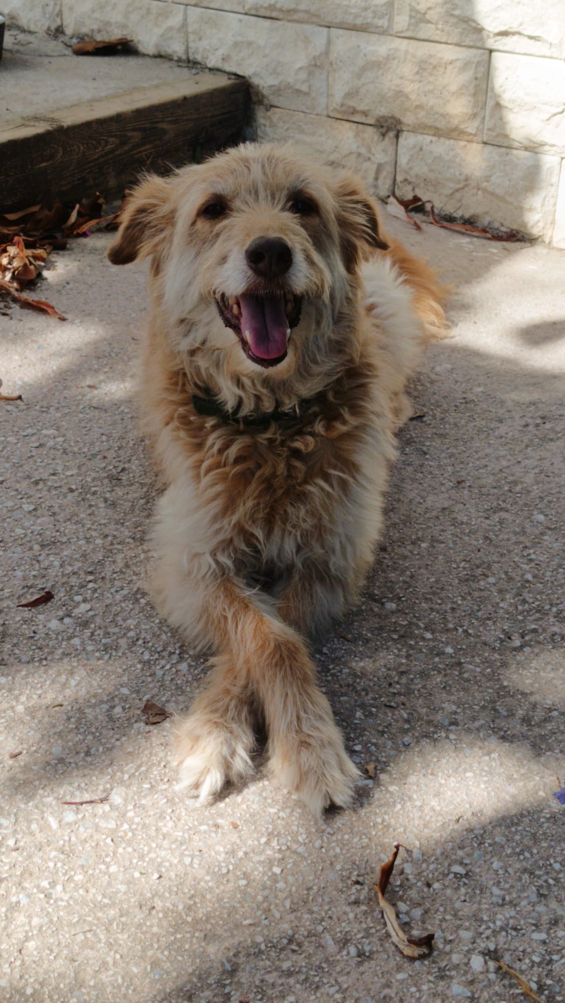 Perro rubio descansando feliz