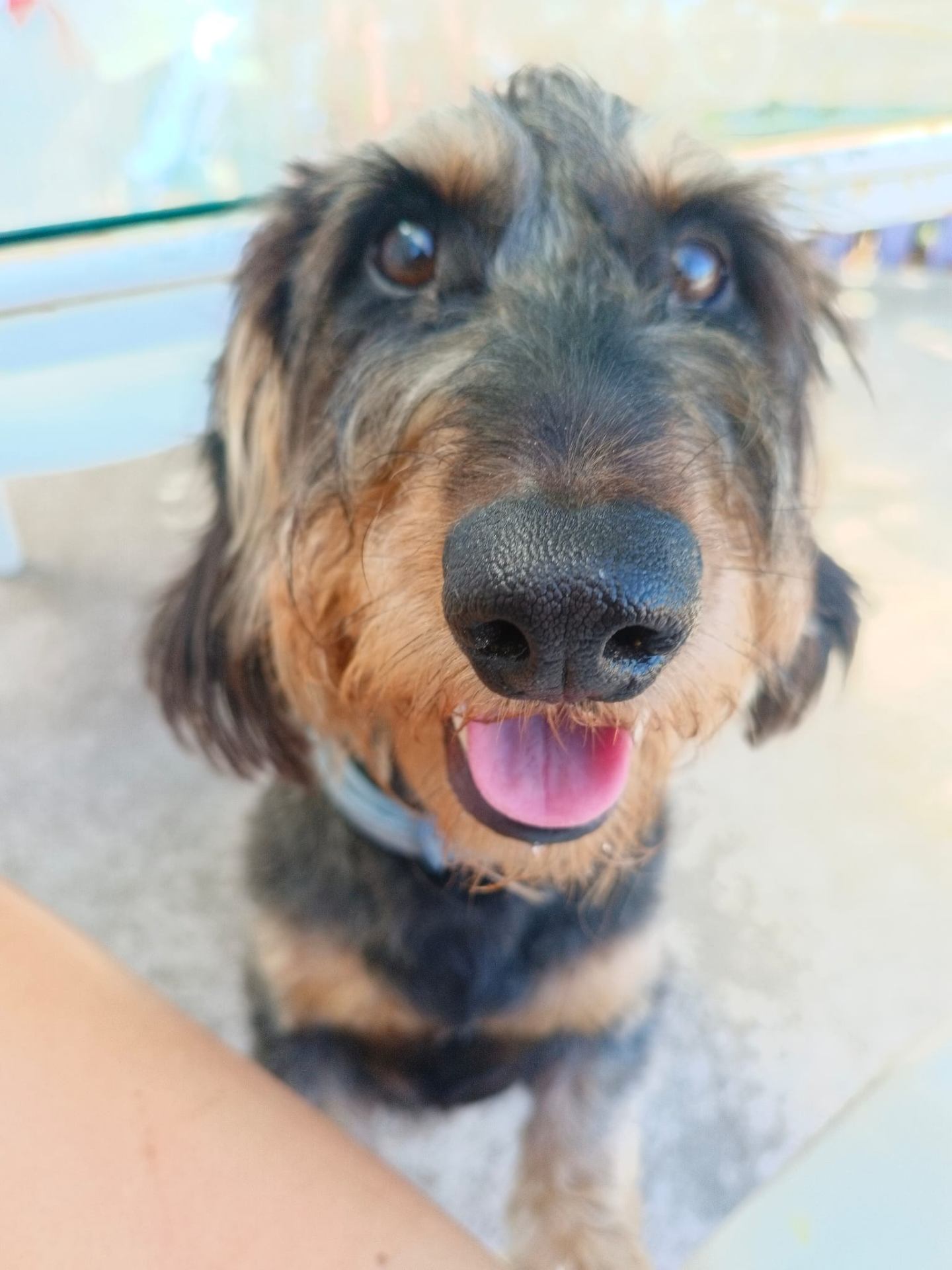 Teckel de pelo duro sonriendo