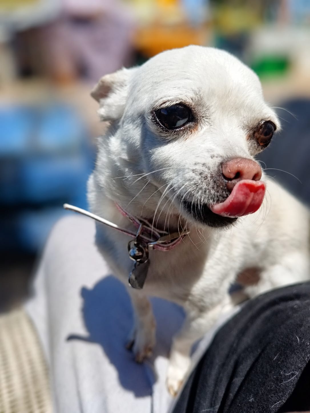 Chihuahua relamiéndose al sol