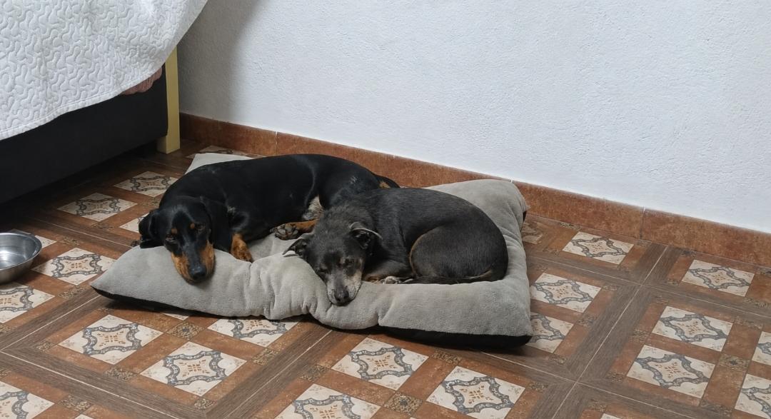 Dos teckels durmiendo juntos