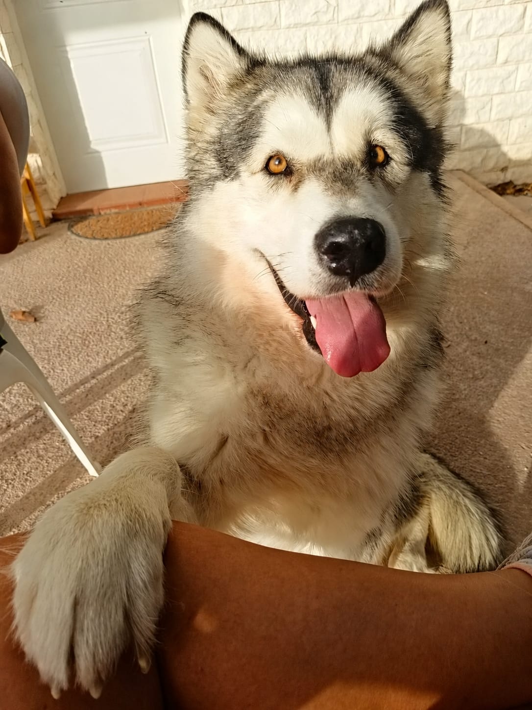 Husky cariñoso apoyado en el sofá